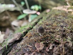 Pluteus septocystidiatus
