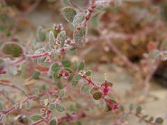 Euphorbia arizonica