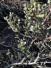 Ceanothus perplexans