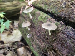 Pluteus septocystidiatus