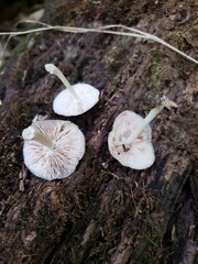 Pluteus septocystidiatus