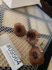 Pluteus septocystidiatus