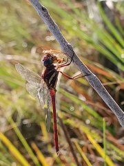 Orthemis ambirufa