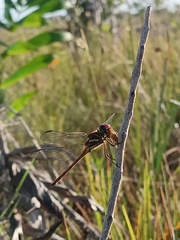 Orthemis ambirufa