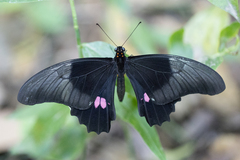 Heraclides anchisiades capys