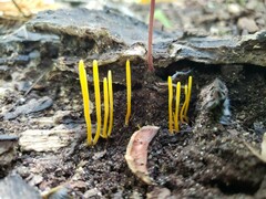 Clavaria flavipes