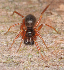 Walckenaeria cucullata