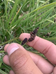 Carex scopulorum
