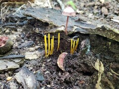 Clavaria flavipes