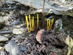 Clavaria flavipes