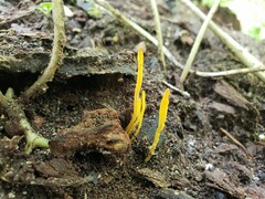 Clavaria flavipes