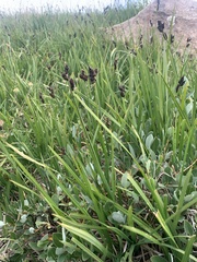 Carex scopulorum