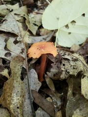 Cortinarius hesleri
