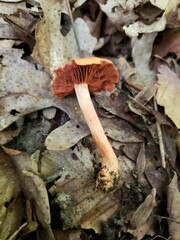 Cortinarius hesleri