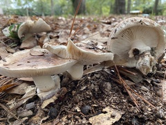 Tricholoma caligatum