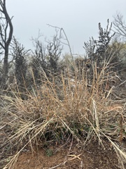 Eragrostis intermedia