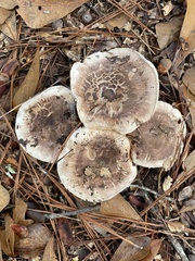 Tricholoma caligatum