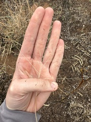 Eragrostis intermedia