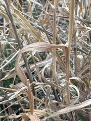 Eragrostis intermedia
