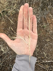 Eragrostis intermedia