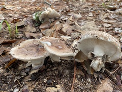 Tricholoma caligatum