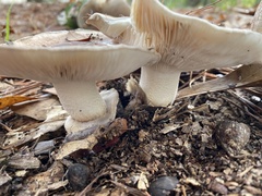 Tricholoma caligatum
