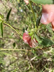 Pavonia betonicaefolia