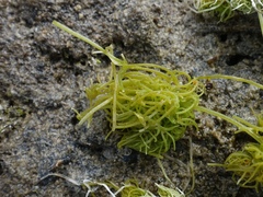 Tolypella glomerata