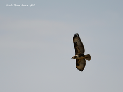 Buteo buteo