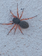 Trachelopachys
