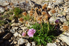 Armeria