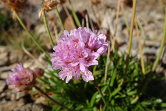 Armeria