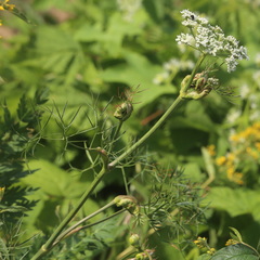 Cenolophium denudatum