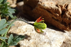 Papaver lapeyrousianum