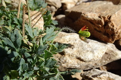 Papaver lapeyrousianum