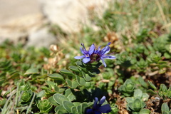 Veronica nummularia
