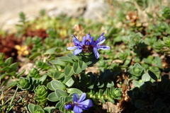 Veronica nummularia