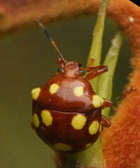 Discocera cayennensis