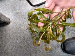 Potamogetonaceae