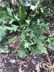 Euryops chrysanthemoides