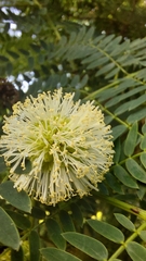 Leucaena leucocephala