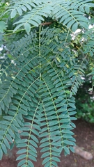 Leucaena leucocephala