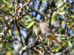 Phoenicurus ochruros