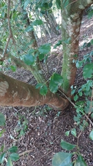 Leucaena leucocephala