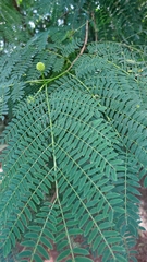 Leucaena leucocephala