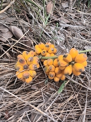 Pyrenacantha kaurabassana