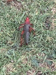 Phymateus morbillosus