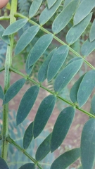 Leucaena leucocephala