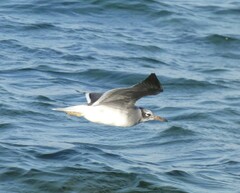 Ichthyaetus leucophthalmus
