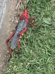 Phymateus morbillosus